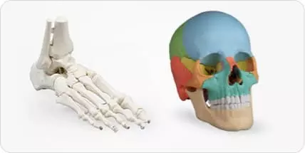 Skeleton model