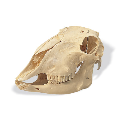 Sheep Skull (Ovis aries) T30018 à £177.92