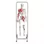 Physical Therapy Skeleton W47001