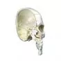 BONElike™ Human Half Skull A280