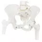 Female pelvic Skeleton, with movable femur A62