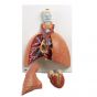 Lung Model with larynx, 5 part VC243