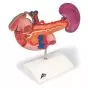 Epigastrium model, posterior organs K22/2