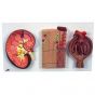 Kidney, Nephrons and Blood Vessels, Renal Corpuscle - Anatomical Model K11