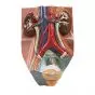Male Urinary System,  2,75 times life size VF325