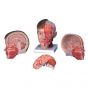 Head and neck anatomical model, 4-part, C07