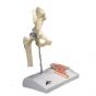 Mini Hip Joint with cross-section A84/1
