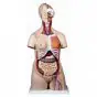 Deluxe Dual-Sex Torso with Open Back, 24 parts B30