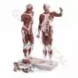 Life size Male Muscle Figure, 37 parts VA01