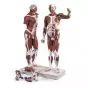 Life size Male Muscle Figure, 37 parts VA01