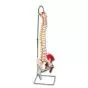 Deluxe Flexible Spine Model with Femur Heads and Painted Muscles A58/7