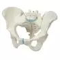 Female Pelvis, 3 part H20/1