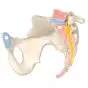 Female Pelvis, 3 part H20/1