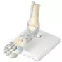 Foot Skeleton Model with Ligaments M34