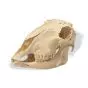 Sheep Skull (Ovis aries) T30018