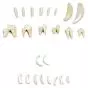 Types of Animal Teeth T30029