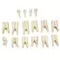 Types of Animal Teeth T30029