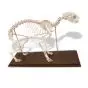 Cat Skeleton (Felis catus) T30039