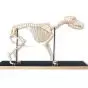 Dog Skeleton (Canis domesticus) T30040