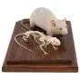 Mouse Skeleton and Stuffed Mouse T31001