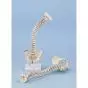 Vertebral column with pelvis and muscle markings and stand Erler Zimmer