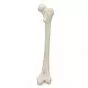 Femur, right A35/1R