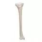 Tibia A35/3 3B Scientific