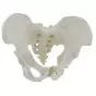 Mediprem female pelvis with removable sacrum