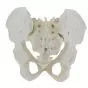 Mediprem female pelvis with removable sacrum