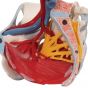 6 part female pelvis with ligaments, vessels, nerves, pelvic floor and organs, H20/4 