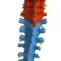 Mediprem didactic flexible spine model