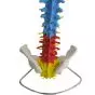 Mediprem didactic flexible spine model