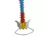 Mediprem didactic flexible spine model