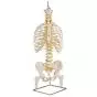 Classic Flexible Spine Model with Ribs and Femur Heads