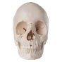 Articulated Adult Human Skull - Anatomical Boney Version, 22 part A290