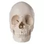 Articulated Adult Human Skull - Anatomical Boney Version, 22 part A290