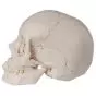 Articulated Adult Human Skull - Anatomical Boney Version, 22 part A290