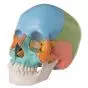 Adult Human Skull - Didactic Coloured Version, 22 part A291