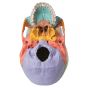 Adult Human Skull - Didactic Coloured Version, 22 part A291