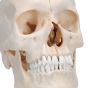 BONElike™ Human Bony Skull, 6 part A281