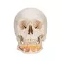 Classic Human Skull, with Open Lower Jaw A22