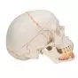 Classic Human Skull, with Open Lower Jaw A22