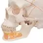 Classic Human Skull, with Open Lower Jaw A22