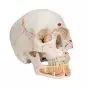 Classic Human Skull with Opened Lower Jaw, A22/1