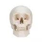 Classic Human Skull A20