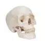 Classic Human Skull A20