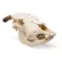 Cow Skull (Bos taurus) T30015