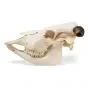 Cow Skull (Bos taurus) T30015