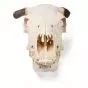 Cow Skull (Bos taurus) T30015