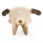 Cow Skull (Bos taurus) T30015